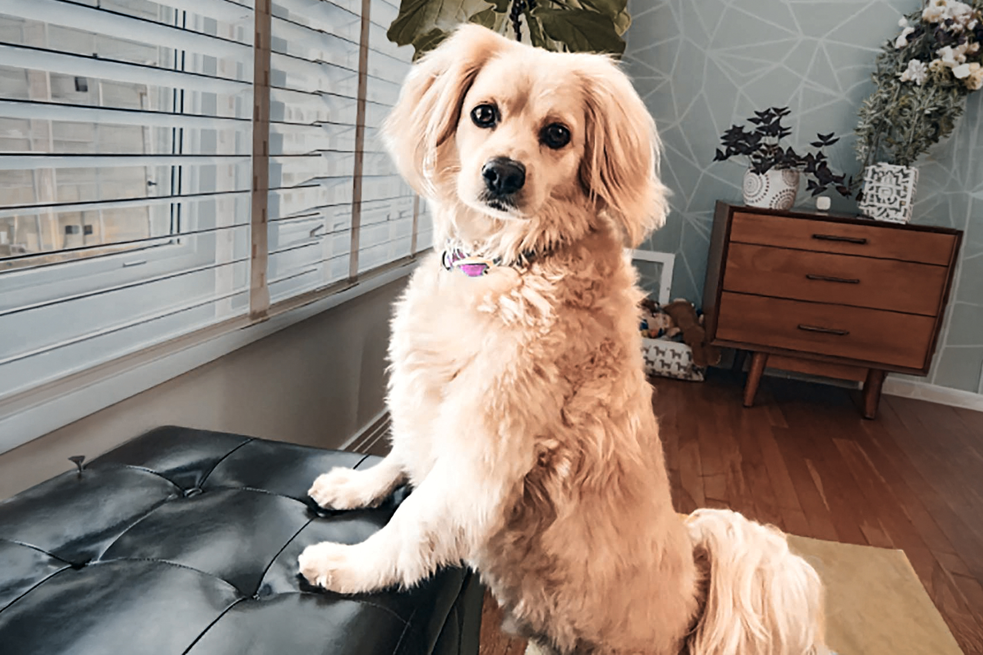 Dulcé, Alexa's small cream-coated Cockeranian, sitting up and looking at the camera.